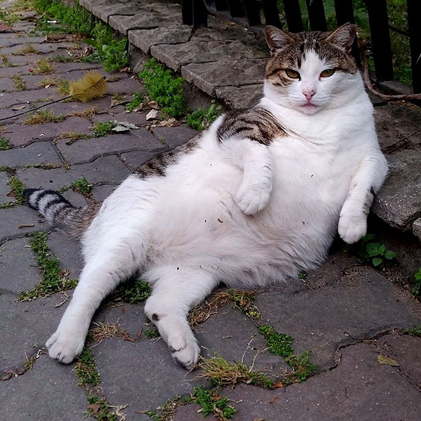 laid-back-cat-statue-tombili-istanbul-4